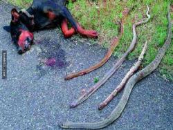 杜賓犬在夜裡發現有4隻眼鏡蛇要入侵家園，接下來牠為了保護家人的犧牲舉動讓大家淚腺都崩壞了…