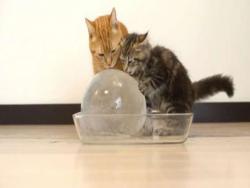 原本不明白這段貓咪「吃冰」的影片為甚麼會爆紅，接著看下去…原來好戲在後頭！