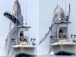 也太近！出海賞鯨遇「座頭鯨飛越出海」　咫尺巨獸嚇到漁夫：差點翻船