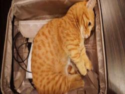 主人收拾行李轉頭見「貓貓自己打包」　乖巧躺入：約好要走一起走～