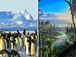 南極以前「其實很溫暖」？研究人員發現南極竟有「9000萬年雨林」痕跡：氣候像紐西蘭！