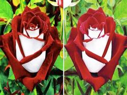 女孩全愛上！　超浪漫「雙色玫瑰」美到不像真的　「純白＋豔紅」風靡全網：香氣比一般玫瑰更濃烈