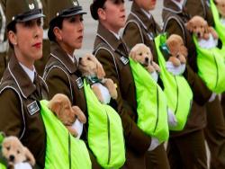 警犬寶寶在閱兵大典上萌翻全場　警察姊姊抱緊處理：治安靠你們了
