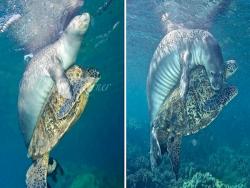 好親密！海豹身後「溫柔環抱綠蠵龜」　攝影師見「細繩」恍然：是在救龜？