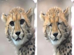 這什麼臉啦！攝影師奇蹟拍下獵豹「一秒變衰小」　網笑翻：這不是卸妝的我嗎？