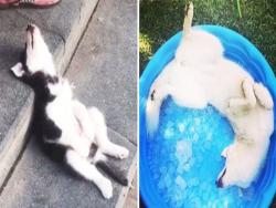 誰說只有貓咪是液體？　10張照片證明「汪星人也是水做的」：睡得太爽融化了？