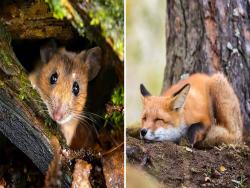 這裡真的是童話世界吧？　攝影師拍下「無人芬蘭森林」：動物自在生活太療癒❤
