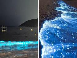 沒了遊客…墨西哥竟出現「藍色螢光海」　60年來首見「星光」沖刷上海岸