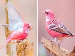 是樹梢上的一朵小櫻花～　自然界最美色號「粉紅小鳥」連變色也好特別
