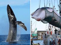 不捕鯨了！冰島捕鯨公司「宣佈暫停一年」　收起魚叉：以後也不再繼續