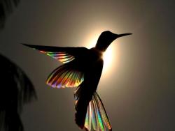 攝影師拍下高速飛行的蜂鳥肉眼看不見的彩虹翅膀真的好美！