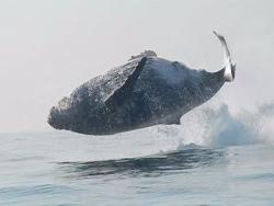 這不是後製！　40噸座頭鯨「整隻躍出水面」　海洋迷爽喊：這畫面超罕見！