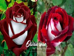 紅玫瑰還是白玫瑰？　真實存在的「罕見雙色玫瑰」童話定情信物就是它啊～