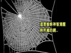 美國NASA對蜘蛛做了毒品測驗：吸毒後織的蜘蛛網一團糟，根本抓不到獵物了？！