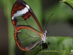 超晶瑩剔透！　科學家近距離觀察「玻璃翼蝴蝶」：透明翅膀上竟有防衛武器