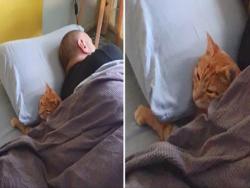 鄰家橘貓不請自來！　「當自己家」主動躺床...被選中男：我們才是牠的寵物啦