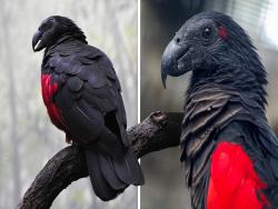 鳥中貴族！極罕見「純黑紅色鸚鵡」超獨特　墨水黑披風展現滿滿霸氣