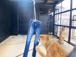 自己賺肉肉！日本動物園創意募款　回禮送「獅子抓爛的牛仔褲」