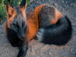 超美的狐狸！夢幻「十字狐」擁橘黑漸層毛色　網讚嘆：一看就是火系寶可夢～