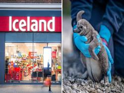 8000隻動物流離失所！　英最大動物園瀕臨倒閉…連鎖超市霸氣「認養所有企鵝」