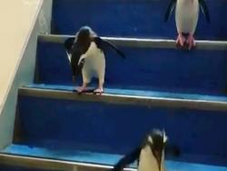 小企鵝詮釋「小朋友下樓梯」　一開始驚驚...下秒一起ㄉㄨㄞㄉㄨㄞ往下跳萌翻❤