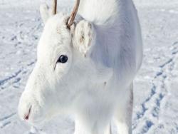 牠是雪做的嗎？　攝影師拍下夢幻「純白小馴鹿」　精緻童話風美到不像話♡
