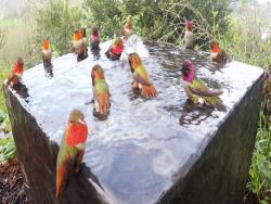 夏天洗涼涼！30隻蜂鳥齊聚小噴泉「開泳池趴」　還會泡澡：好冰喔～