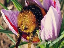 累到不想飛了啦～蜜蜂「倒栽蔥」倒花裡休息　露小PP成最夯新萌點❤