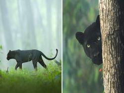 自然界的夢幻消光黑！　攝影師拍下極罕「純黑色花豹」不摻雜質超美～