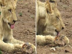 母獅撿到羚羊寶寶「當養子疼惜」　幫舔毛超有愛網困惑：畫面和諧得太妙了