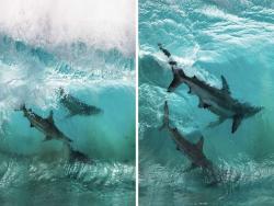 嗨起來～　攝影師拍到「鯊鯊也在衝浪」　身體「瞬間凍結」平衡感超好