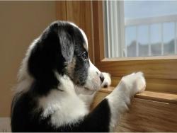 狗狗“孤獨”指數，看完讓人淚目，你家到哪個級別了？