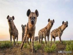鬣狗被稱爲「非洲二哥」,它們連獅子都不怕,爲何卻害怕非洲人