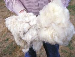 毛衣會縮水,竟是因爲羊毛長這個怪樣子!