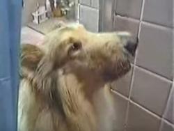 狗狗突然沖進浴室狂吠，這名母親緊張又生氣，但她沒料到會這樣