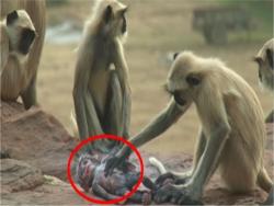 他們把一隻「假猴子」放到猴群中，當不幸的意外發生時，牠們的反應讓全世界都流淚了！