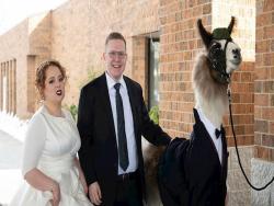 哥遵守5年前約定「帶草泥馬證婚」　妹一看嘴角狂抽：新娘風頭都被搶了啦！