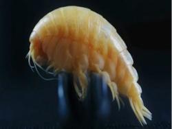 世界最深海溝發現「神秘新物種」　腹中滿滿塑膠被名為「塑膠蝦」