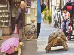 日本老爺爺「街頭遛龜」成奇景，帶70公斤的老朋友散步引起路人圍觀！