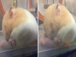 可愛鼠寶「隨身帶枕頭」睡超香　網一看笑翻：有股蛋蛋的香味