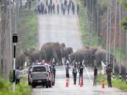 象群大遷徙！泰國50隻大象過馬路　當地人直接「下車維護交通」：牠們優先