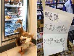 2隻鴨鴨並肩來逛超商！　店員被問到「無奈貼公告」：來吹冷氣的