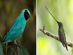 世界5分之1的鳥類都在這！　攝影師訪祕魯拍下「30隻不可思議夢幻鳥種」