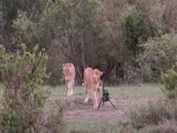被獅子玩了！攝影師野外架裝備拍攝　大貓「叼起30萬相機」轉頭就跑走