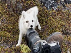雪地奇緣！　攝影師遇見「超親人小白狐」陪玩20分鐘　牠一口咬住相機：不好吃～