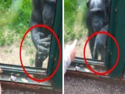 黑猩猩在玻璃內「一直比手語」遊客超困惑，專家看完很心碎！手語意思翻譯後根本一場悲劇！