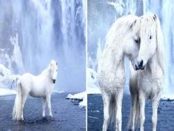 艾莎的坐騎？　世界最夢幻物種「冰島馬」　純白毛色「融入冰天雪地」超不真實