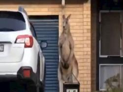 裝什麼門神啦！車庫口見「動也不動的袋鼠」　網友：這就是澳洲日常...