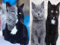 灰黑雙色「雙面貓」當爸了～　小孩直接「分成兩色」網笑：完美繼承
