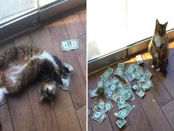 貓貓每天從門縫搶路人的錢　賺足一地鈔票：我是劫富濟貧～